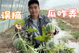 西瓜地除草，失误伤到西瓜秧，一棵结果3个，打开不熟也要吃完！视频封面