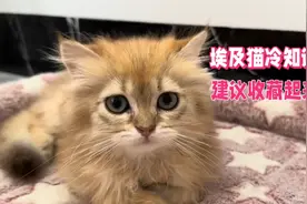 埃及猫冷知识建议收藏视频封面