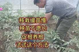 移栽缓苗慢，秧苗不愿长，促根养根，用这个方法可促使根壮苗旺视频封面