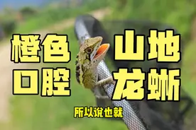 我在攀枝花抓蜥蜴，遇到了攀枝花分布的第二种龙蜥山地龙蜥视频封面