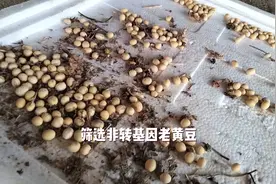 筛选非转基因老黄豆，用老方法你们是否见过视频封面