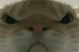 小猫表情包地铁逃生版