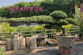 这三棵罗汉松，三年前都是三万多一棵，现在便宜一万也不好卖视频封面