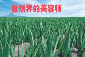 护肤“C位”——库拉索芦荟，清肝火，热解便秘好帮手！