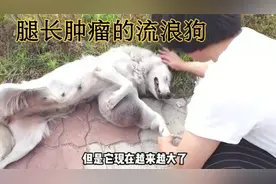 被遗弃的狗狗腿上长了一个大肿瘤，好心人收留治疗正能量