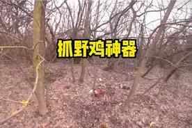 最牛逼的抓野鸡神器视频封面
