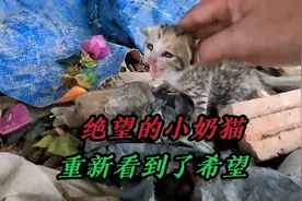 无依无靠的小奶猫没有了妈妈，就在它绝望时，希望的曙光出现了视频封面