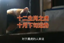 十二生肖之虎十月下旬运势视频封面
