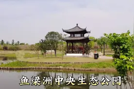 鱼梁洲中央生态公园，全国最大“城市绿心”迎八方游客如织免费游视频封面