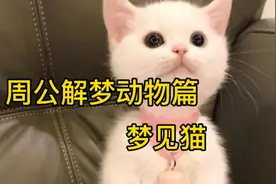 周公解梦动物篇之 梦见猫视频封面
