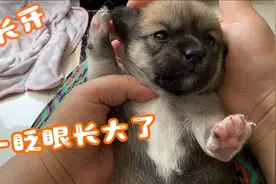 一个多月的小奶狗变化太大啦，从小小的一只，一眨眼就长大了视频封面