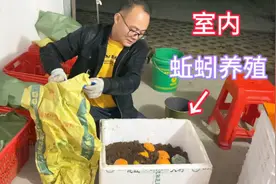 室内蚯蚓养殖，很多人不知道还可以这样养，一起了解并学习下视频封面