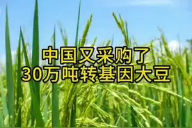 又采购了30万吨转基因大豆视频封面