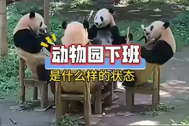 动物园小动物们下班时的状态能有多有趣，出场方式主打一个千奇百