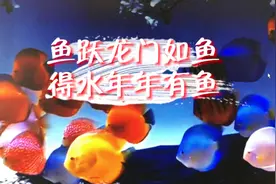 一边赏鱼一边了解关于鱼的吉祥话视频封面