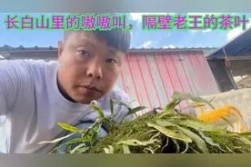 长白山的嗷嗷叫怎么选？您喝的嗷嗷叫是真的么？南方嗷嗷叫有用么视频封面