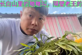 长白山的嗷嗷叫怎么选？您喝的嗷嗷叫是真的么？南方嗷嗷叫有用么视频封面