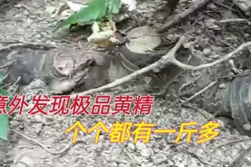 这运气真不是盖的，挖麦冬发现2根粗杆，抠出4个巨大黄精，发财了视频封面