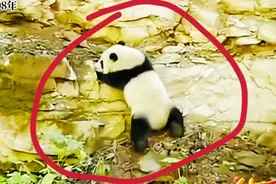 野生大熊猫幼崽和妈妈走散惊现悬崖峭壁，被4名探险者发现获救！视频封面