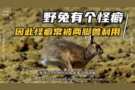 野兔有个怪癖，因此常被两脚兽利用！
