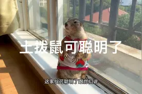 土拨鼠、这家伙可聪明了！你说啥它都懂的视频封面