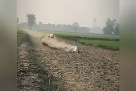 当兔子掉头那一刻！狗懵了😂😂😂视频封面