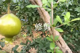 石榴连年丰产的技术就是修剪，产量来源于枝量，没大量枝就没大量视频封面