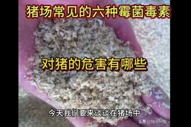 六种霉菌毒素对猪的危害有哪些#科学养猪#猪场管理#上热门#视频封面