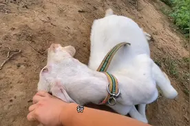 大公羊老是顶人，看退伍老男人是怎么将它制服的