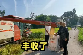 开始收稻谷啦！村头洋溢着丰收的喜悦，小周收两个田差点成250视频封面
