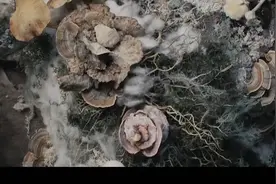 女人意外感染远古真菌，浑身上下长满蘑菇，最后变成怪物。惊悚片