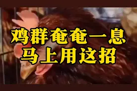 鸡已经奄奄一息，只需一招，轻松救回来