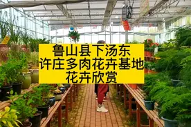 鲁山县下汤东
许庄多肉花卉基地视频封面