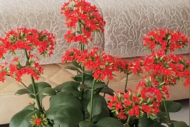 凤尾长寿花开败后如何修剪，怎样修剪才能及早长出第二茬花剑视频封面