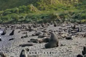 海狗发情后性情大变，找企鹅发泄欲望，一天能交配几十次！视频封面