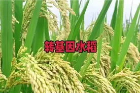 转基因水稻提取人血清白蛋白：安全、高效、环保