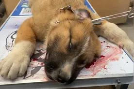 中亚猎狼犬修耳全过程