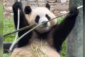 福宝会掰竹子，福宝会掰竹子，福宝会掰竹子，重要的事情说三遍😂视频封面