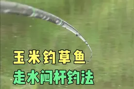 闷杆守底钓大鱼，线组5+4，12号海夕钩，玉米打窝玉米钓，大草鱼