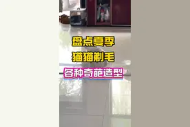 剃毛猫各种奇葩造型也太可爱了吧