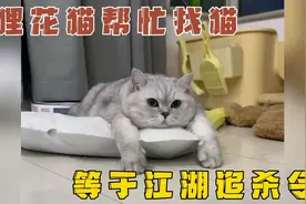 猫丢了，千万别让狸花猫帮忙找，那等于是发布了江湖追杀令！