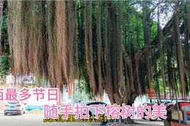 广西最多节日,今天是我们村社公节日,随手拍一下榕树的美