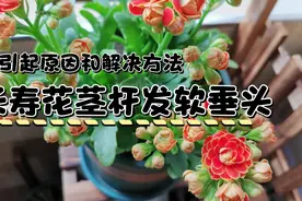 长寿花出现花茎杆发软垂头，是什么原因引起的，该如何改善。视频封面