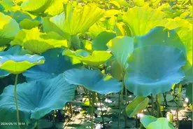 相约初夏荷塘边视频封面