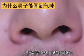 嗅觉受体：感知气味的秘密武器