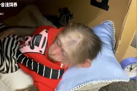 “快要进化成人了”！小猴子不但看得懂手机，还会做饭#动物世界