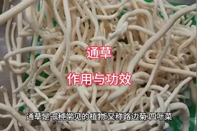 通草的作用与功效