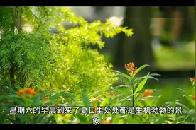 足智多谋的粉刷匠
             《汤姆·索亚历险记》节选视频封面
