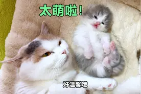 这世界真的不能没有小猫，猫妈妈带小奶猫像极了人类！