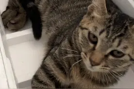 纯纯的一只赖皮花狸猫、4个月长这么大！还特能吃鱼！